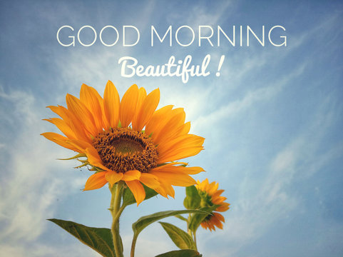 Wall Mural -  - Inspirational quote - Good morning beautiful, With sunflower blossom closeup on bright blue sky background in low angle view. Words of morning greeting concept with fresh nature.
