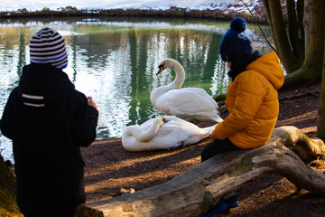 Wall Mural - two swans cleaning them selves at lakeshore. kids looking at animals