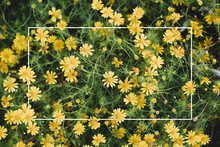 Rectangle Layout With Yellow Flowers Blooming. Nature Concept.
