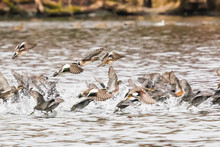 A Flock Of Mixed Waterfowl Takes Off In A Spray Of Water
