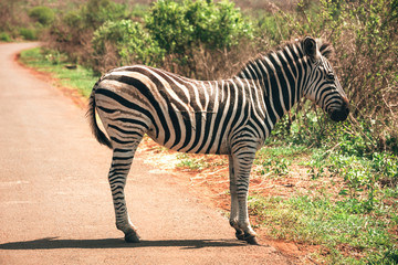 Wall Mural - A zebra in the Hluhluwe - imfolozi National Park in South Africa