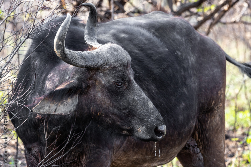 A gnu (wildebeest) portrayed during a safari in the Hluhluwe - imfolozi National Park in South Africa