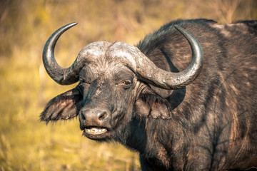 Wall Mural - A buffalo at sunrise during a safari in the Hluhluwe - imfolozi National Park in South Africa