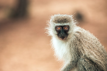 Vervet monkey (chlorocebus pygerythrus) with big orange eyes in the Isimangaliso National Park in Southafrica