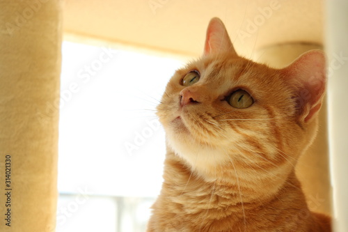 首をかしげる猫アメリカンショートヘアー Stock Photo Adobe Stock