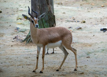 The Dorcas Gazelle (Gazella Dorcas), Also Known As The Ariel Gazelle, Is A Small And Common Gazelle.