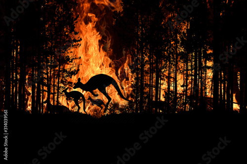 Bushfire IN Australia Forest Many Kangaroos And Other Animals Running Escaping To Save Their Lives, Evacuation destroyed silhouette.