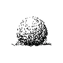 Round Shrubbery, Hand Drawn Vector Sketch Illustration