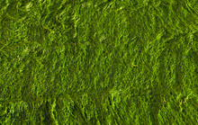 Wet Green Seaweed As Background