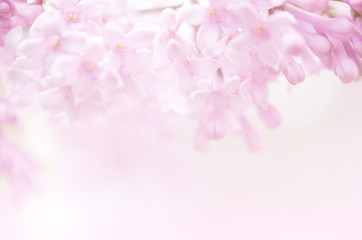 Pink lilac flowers spring blossom background. - Image