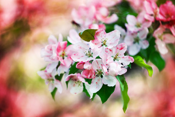Wall Mural - Blooming apple tree branches, white and pink flowers bunch, fresh green leaves on blurred bokeh background close up, beautiful spring cherry blossom, sakura flowers in bloom, springtime orchard garden