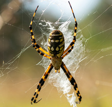 Argiope Aurantia Garden Spider
