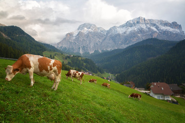 Cows in a meadow in the Alps , Italy