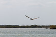 Pelikan na lagunie