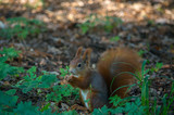 Fototapeta Paryż - The red squirrel or Eurasian red squirrel (Sciurus vulgaris) is a species of tree squirrel in the genus Sciurus common throughout Eurasia.