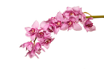 Orchid flowers isolated on white background. Bouquet for Mother's Day, Birthday or St. Valentine's Day. Spring flowering.