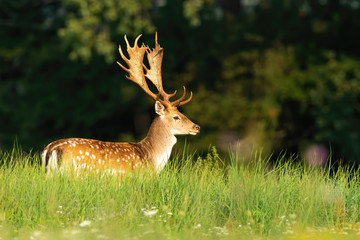 Wall Mural - wild fallow deer, dama dama, stag standing on a green meadow in sunlight in summer. dominant male ma