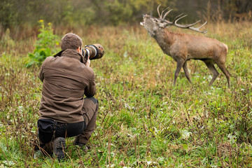 young male wildlife photographer in brown cloths taking pictures of a red deer, cervus elaphus, stag