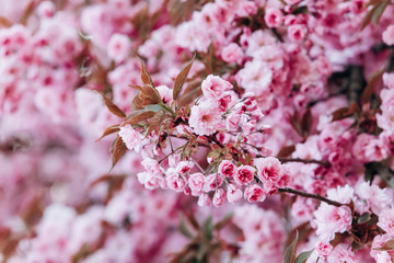 Branches of cherry blossoms. Beautiful Sakura in the garden