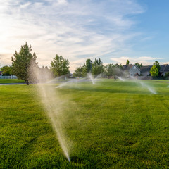 Wall Mural - Square frame Park with sprinklers watering the vibrant green grasses on a sunny day