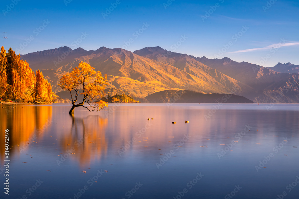 Beautiful tree inside the Lake Wanaka, New Zealand. - obrazy, fototapety, plakaty 