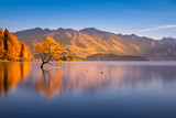 Fototapeta Morze - Beautiful tree inside the Lake Wanaka, New Zealand.
