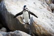 African penguin (Spheniscus demersus) jumping from a rock, Betty's Bay, South Africa