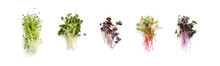 Growing Kale, Alfalfa, Sunflower, Arugula, Mustard Sprouts