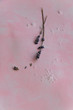 © 682A_IA - Natural wellness beauty ingredients on pink background. Health care spa therapy with sea salt and lavender,  super food for the skin