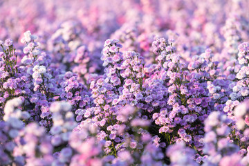 purple and white flower blooming in garden, margaret flowers in farm