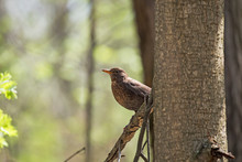 The Common Blackbird (Turdus Merula) Is A Species Of True Thrush. Common Blackbird (Turdus Merula) Perched On A Tree Branch