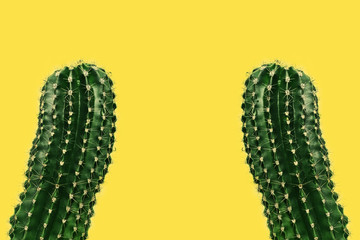 two succulent closeup on yellow background. green cactus with water drops. natural trendy tropical p