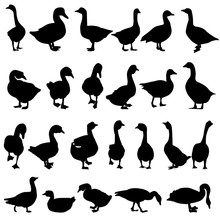 Vector, Isolated, Black Silhouette Set Of Geese And Ducks