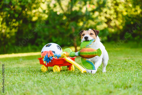 Cuadros en Lienzo Dog fetches toy duck bird from cart full of pet toys and sport balls