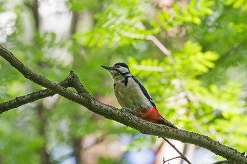 Wall Mural - Female Great spotted woodpecker (Dendrocopos major) on tree in natural environment