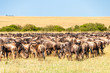 Big Migration on Serengeti Plains in Tanzania, Aftica