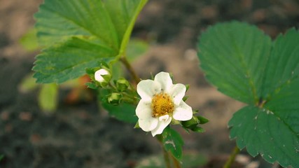 Wall Mural - young strawberry bush with white flower and bud in wet ground, stirs in wind, side view