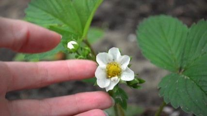 Wall Mural - young strawberry bush with a white flower and bud, female hand touch it and show