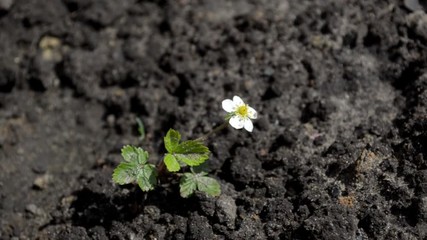Wall Mural - young lonely strawberry bush with a white flower in the wet ground, stirs in the wind and sunshine, 