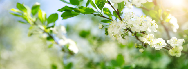 blurred plum tree background in bloom in spring