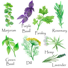 Watercolor Hand Painted Nature Herbs And Spices Set With Green Marjoram, Parsley, Rosemary, Green Basil, Purple Basil Leaves And Branches, Blossom Dill, Hamp And Lavender Plants Flowers Isolated