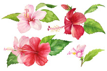 Set Of Isolated Watercolor Drawings On A White Background. Tropical Red And Pink Hibiscus Flower With Leaves. Bright Pattern For Use In Design, Textile, Cover, Postcard, Print. Realistic Painting.