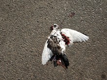 Dead Bloody And White Pigeon On Asphalt Road