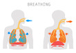 Breathing. Inhalation exhalation Operation of the Respiratory system. Fresh air inflating bronchi in lungs Discharge of polluted air from the body. Movement of the diaphragm.  Medical education Vector
