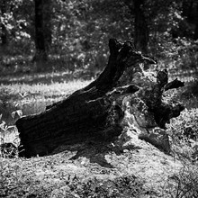Burnt Out Fallen Tree Stump B&W