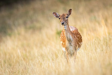 Attentive Fallow Deer, Dama Dama, Doe Watching And Listening On A Meadow With Dry Grass In Summer With Copy Space. Low Angle Front View Of A Wild Animal In Nature With Blurred Background.