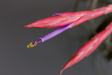 Exotic Violet Flower And Red  Buds Of Tropical Tillandsia  Variety Caput Medusae. Closeup. Home And Garden Flowers
