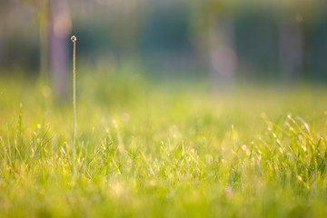 Wall Mural - Close up of green fresh weed plant on spring grass lawn.