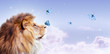 African lion with butterfly sitting on nose, morning cloudy sky banner. Landscape with flying butterflies in clouds, king of animals. Proud dreaming fantasy leo looking on stars.