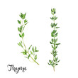 Thyme herb watercolor isolated on white background